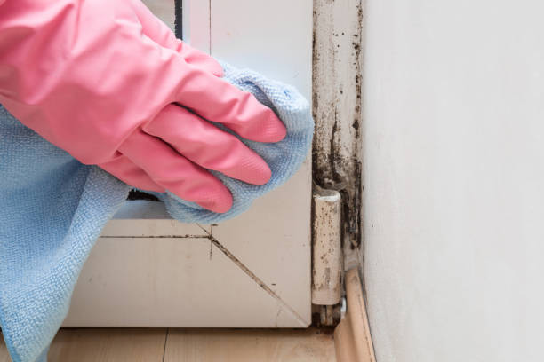 Best Mold Damage Restoration  in Pleasant Hills, OH